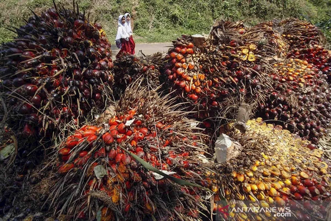 17 Juta Petani Dukungan Gagasan Presiden Prabowo Tentang Kelapa Sawit