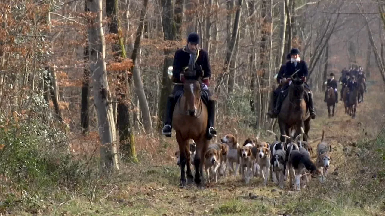 Chasse à Courre: Critiques sur les Parties de Chasse dans une Réserve Naturelle