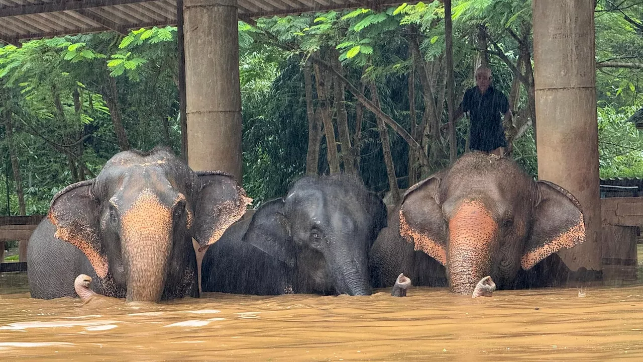 Tragédie en Thaïlande: une jeune femme tuée par un éléphant lors d'une baignade