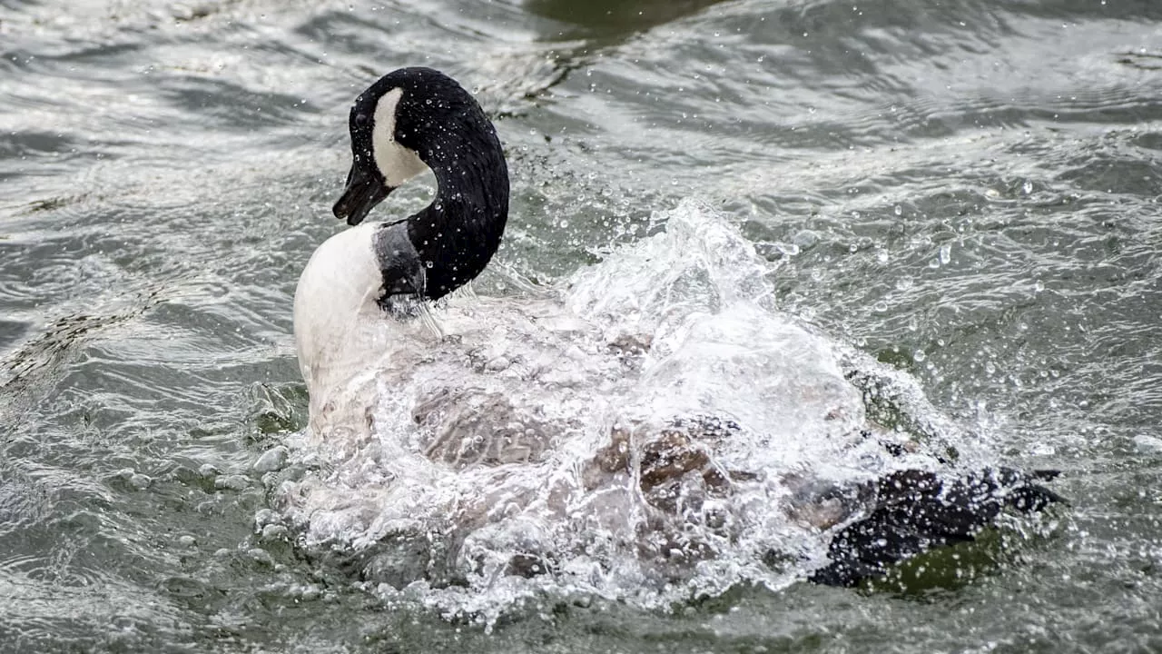 Vogelgrippe-Variante H5N1 bei Gans in Frankfurt gefunden