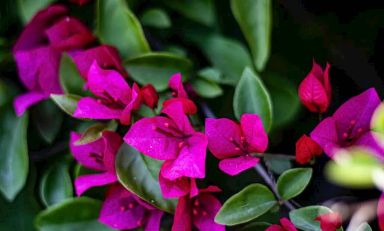 Bougainvillea Care Guide: Planting, Watering and Training Tips