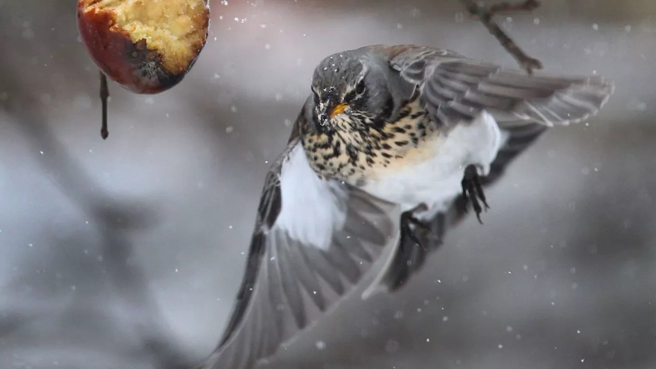 Stunde der Wintervögel: Vogelbeobachtung im Garten