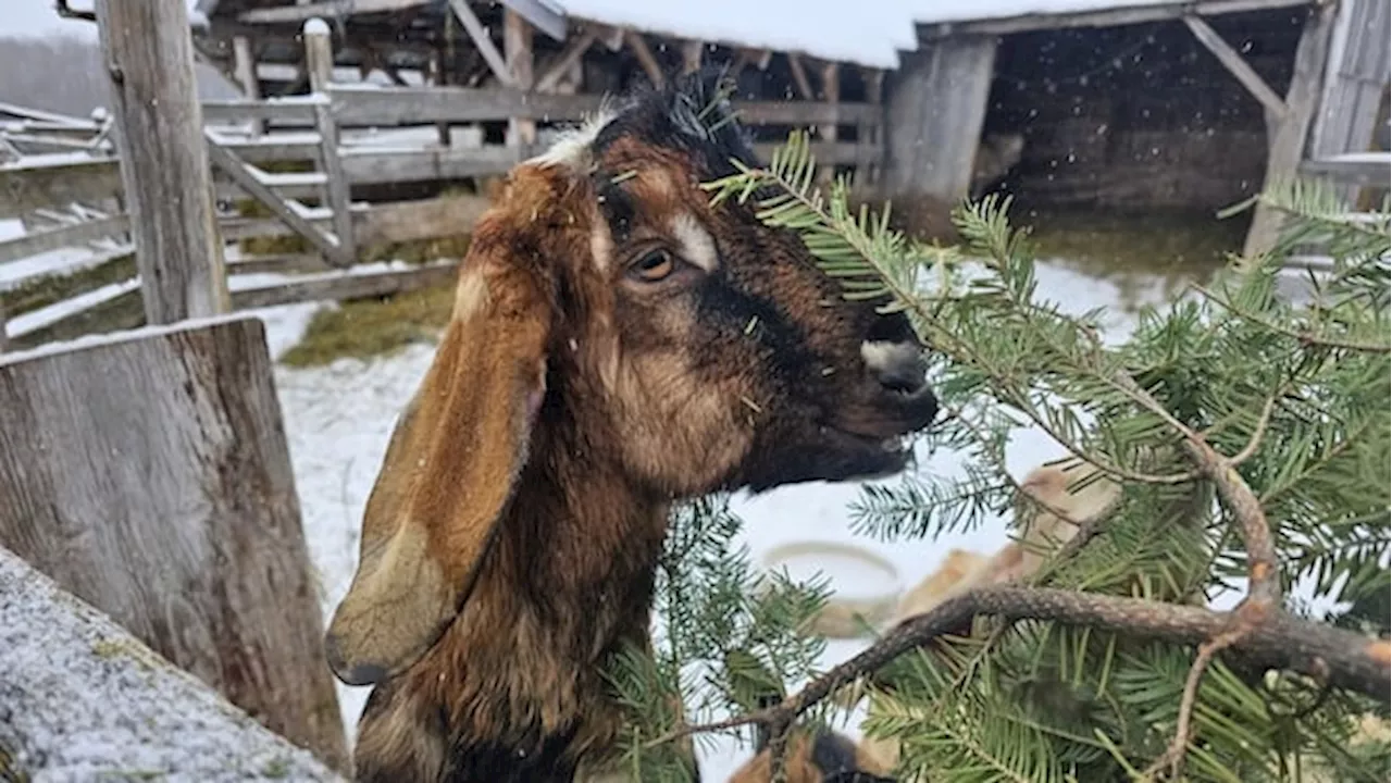 Couple Collects Christmas Trees for Hungry Goats