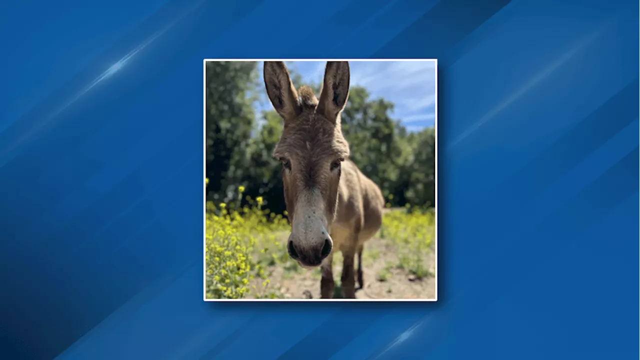 Shrek's Donkey Motion Model, Miniature Donkey Perry, Dies at Age 25