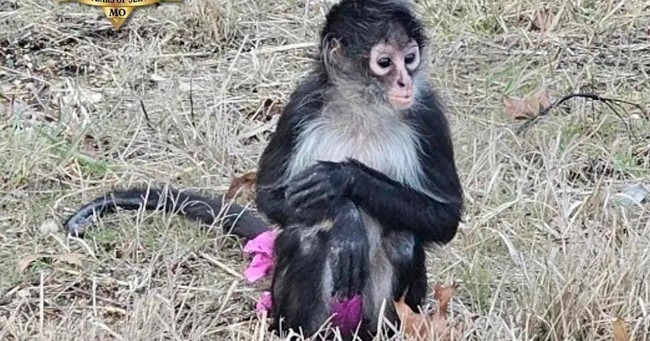 Monkey in a Tutu Causes Commotion on Missouri Highway