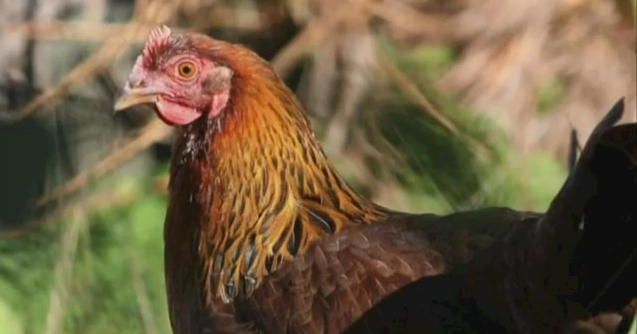 First U.S. bird flu death reported in Louisiana after severe case of H5N1