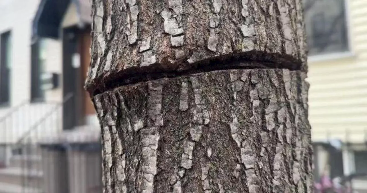 Street Trees Vandalized in Ridgewood, Queens