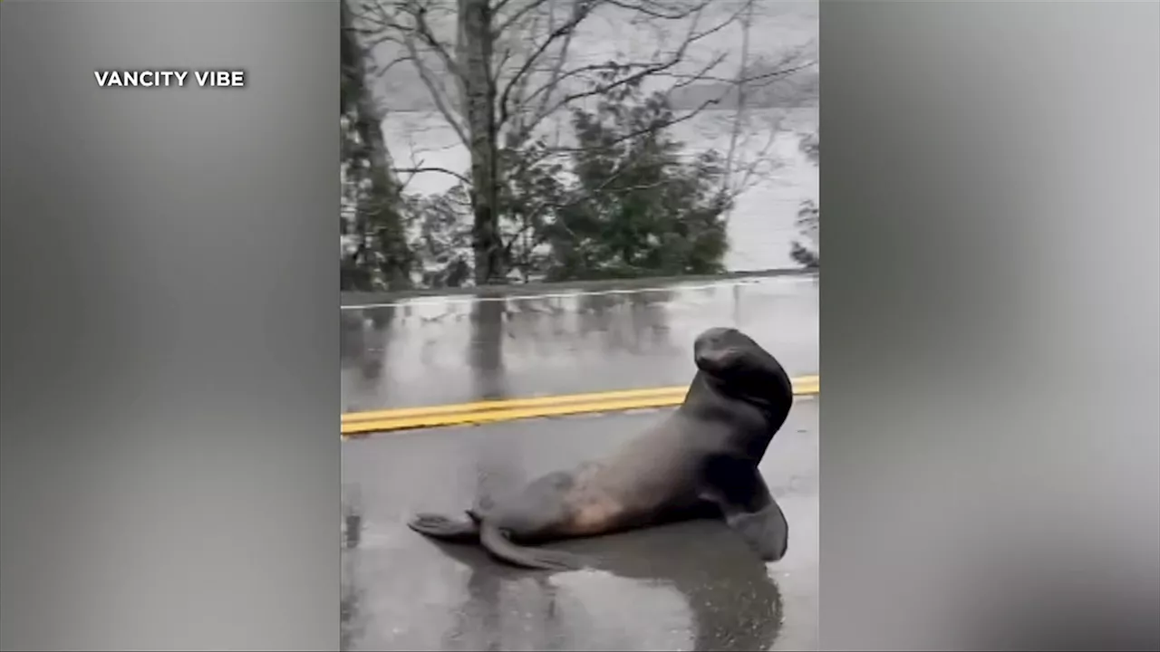 Sea Lion Trapped in Lake, Officials Trying To Relocate It