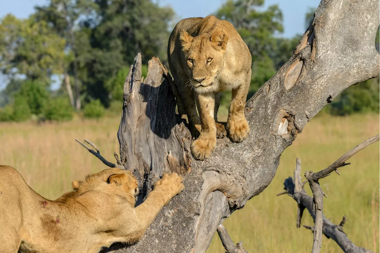 Miracle à Matusadona: Un garçon de 5 ans survit 5 jours parmi les lions