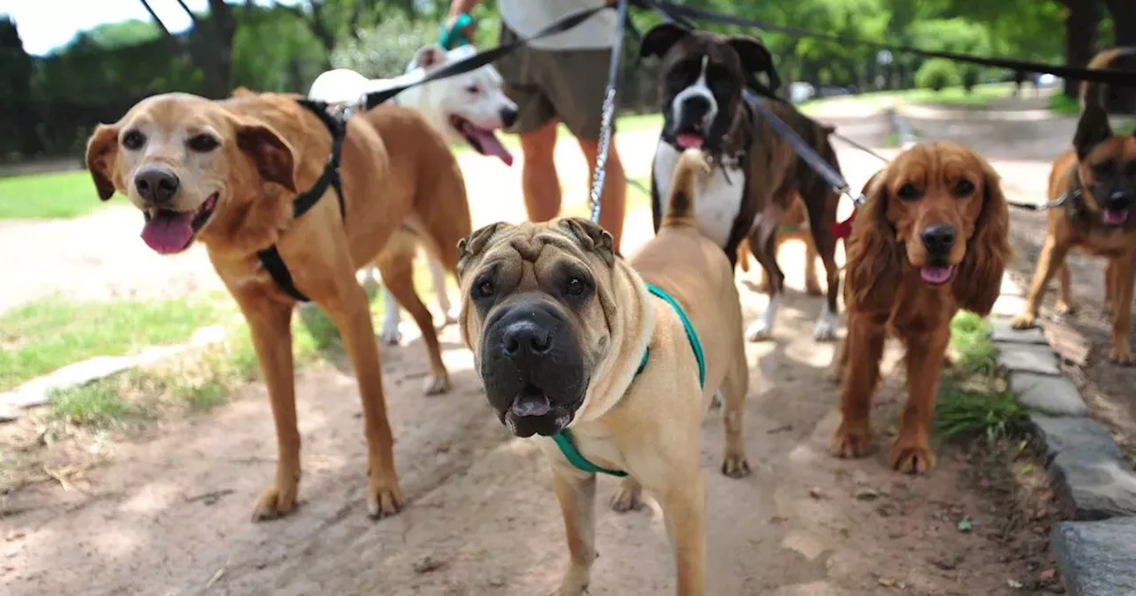 Dog Trainer Reveals His Top 3 Breeds