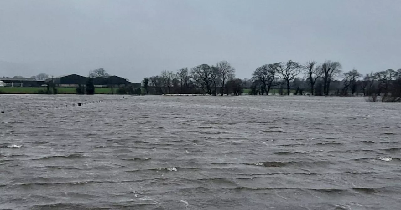 Firefighters rescue 57 stranded sheep from flooded field on Scots farm