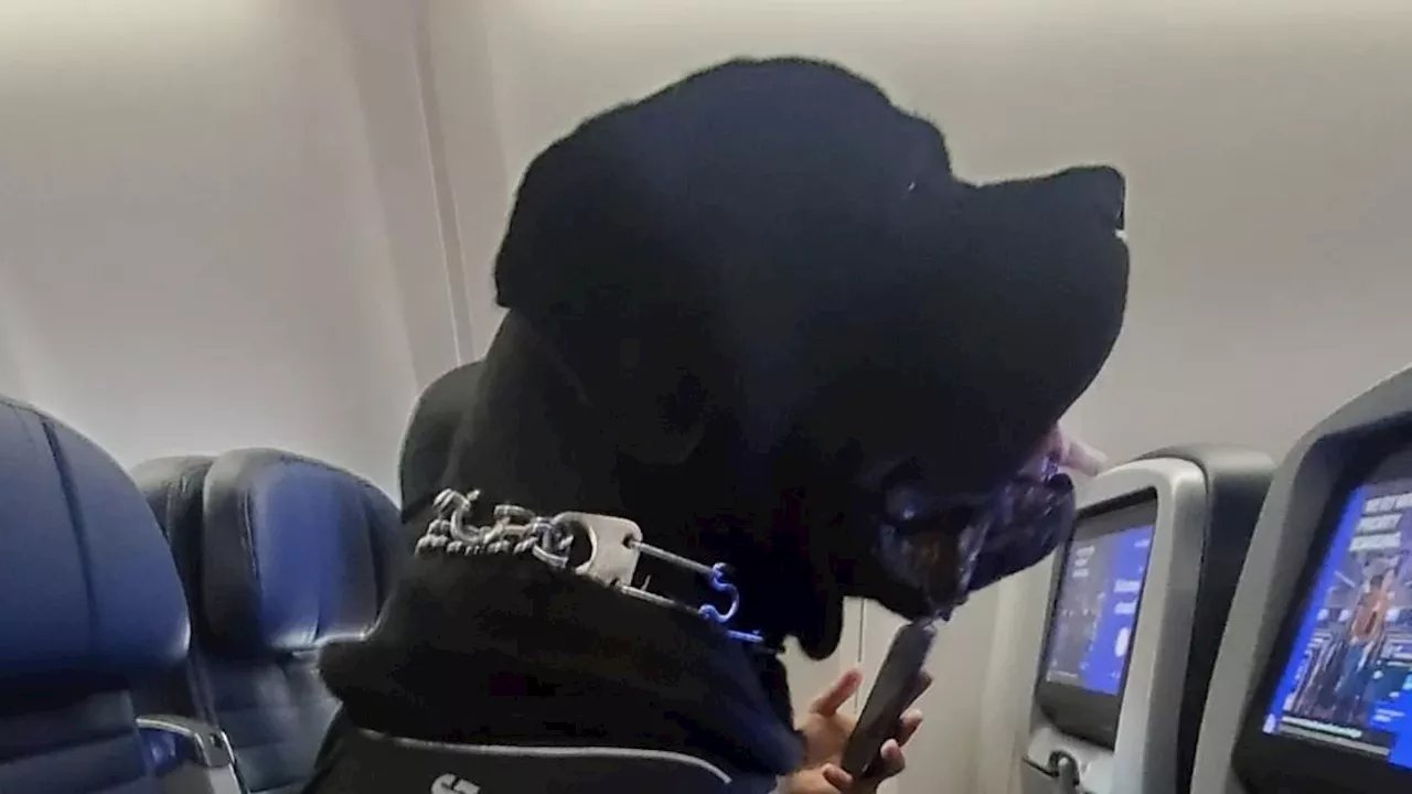 Passenger Bumped for 'Enormous Service Dog' on United Airlines