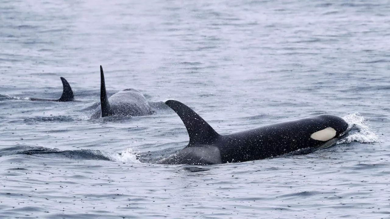 Orcas Beschädigen Segelboot in Portugal