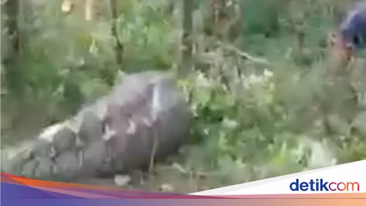 Ular Piton 7 Meter Tembus Sapi di Luwu