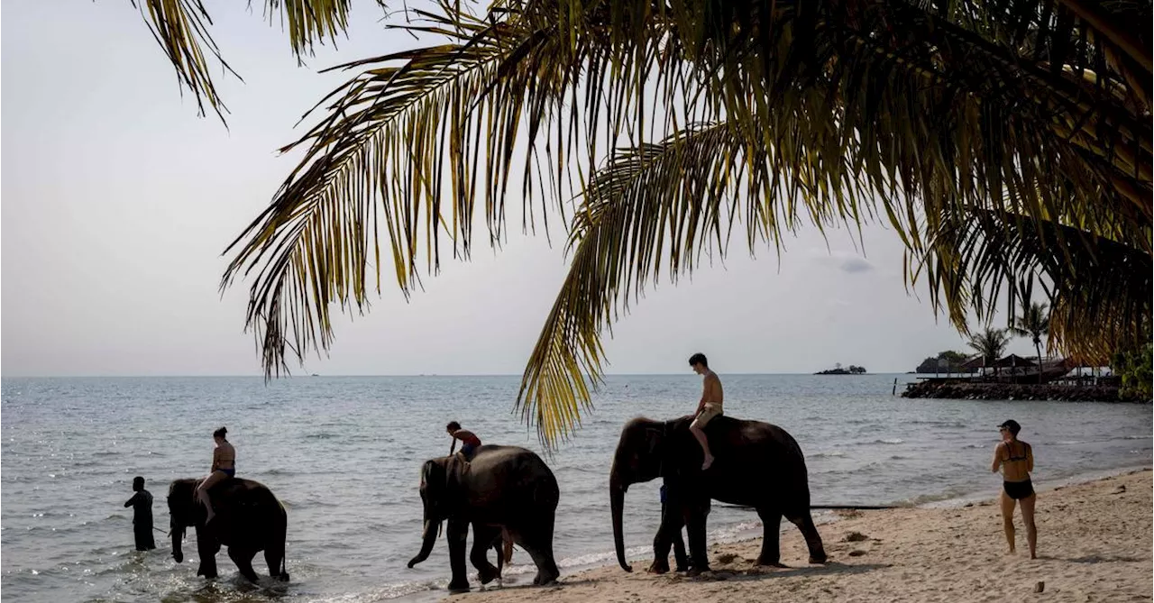 Elefant tötet in Thailand spanische Touristin