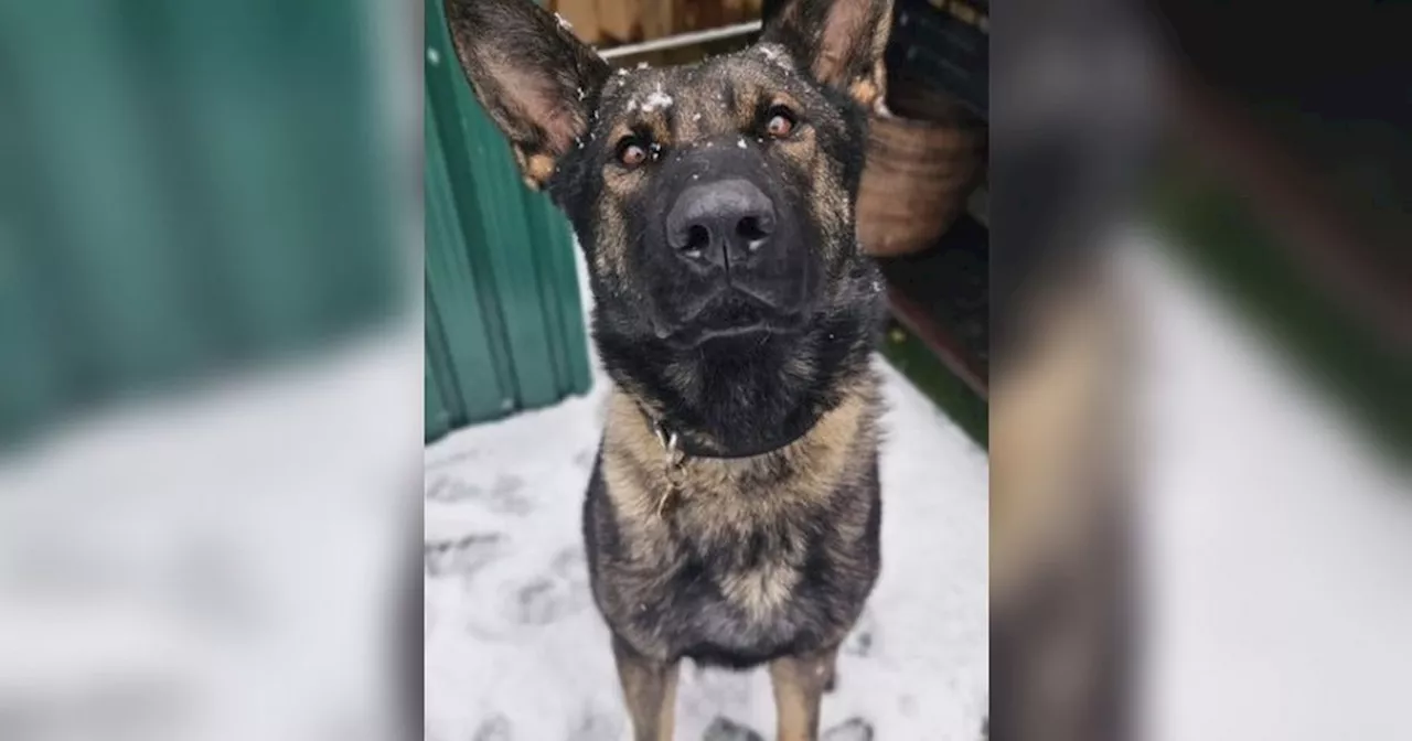 Man chased through snow before officer finds what's hiding under plank of wood