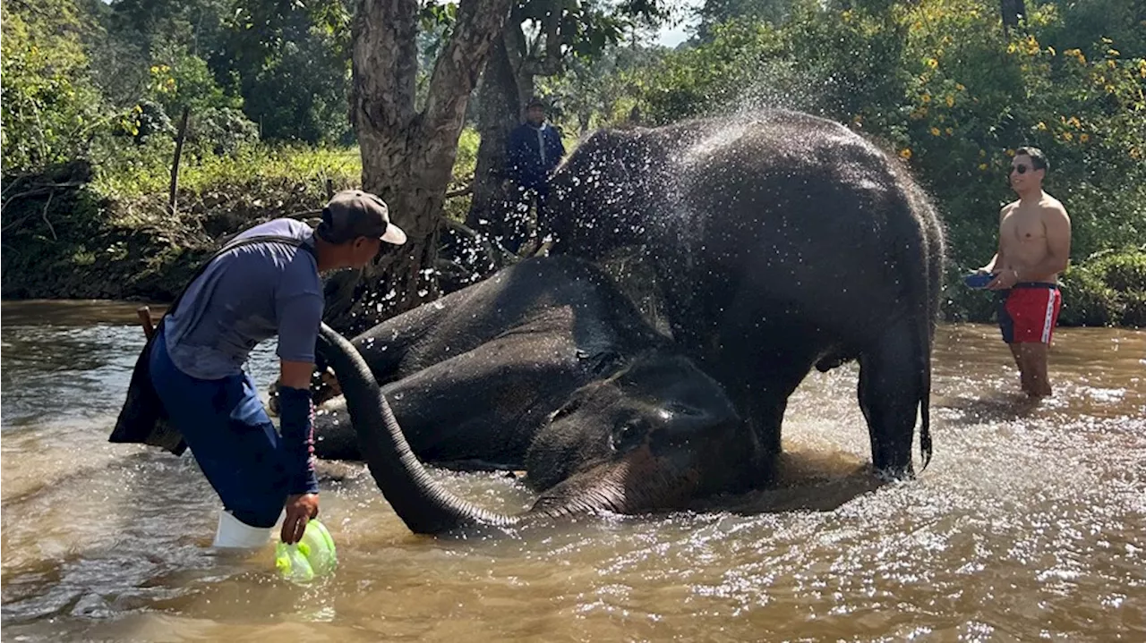 El baño con elefantes en Tailandia: controversia y riesgos para los animales