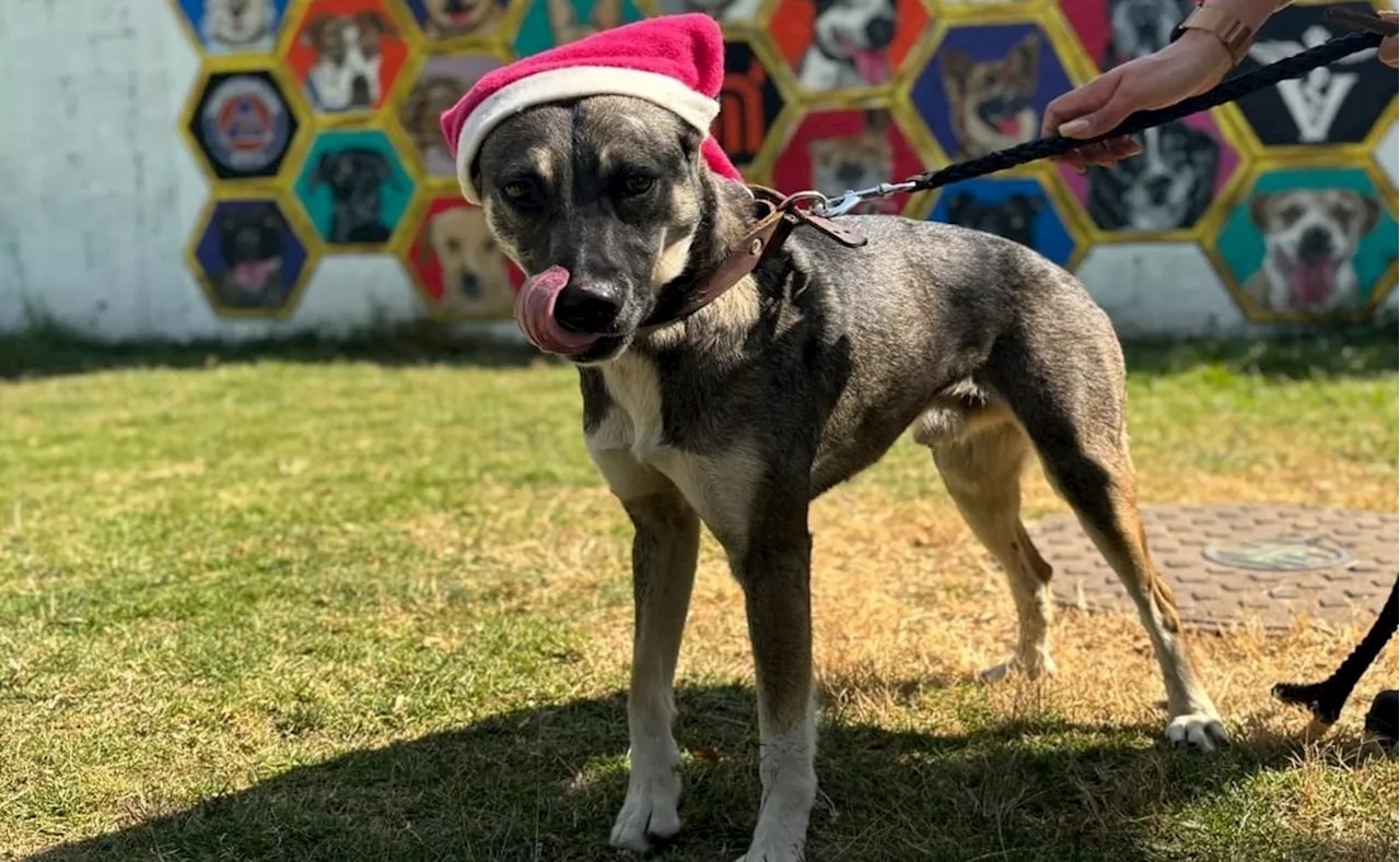 Infractores de Fotocivícas Pueden Cumpleir Horas de Trabajo Comunitario en Centro Canino del Metro