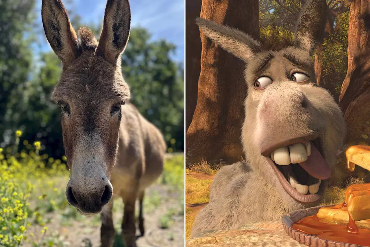 Donkey who served as a model for Eddie Murphy's Shrek character dies