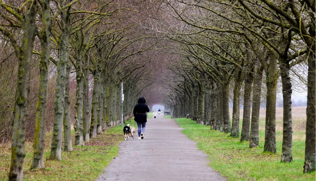 Hürth: Frau von freiem Hund schwer verletzt