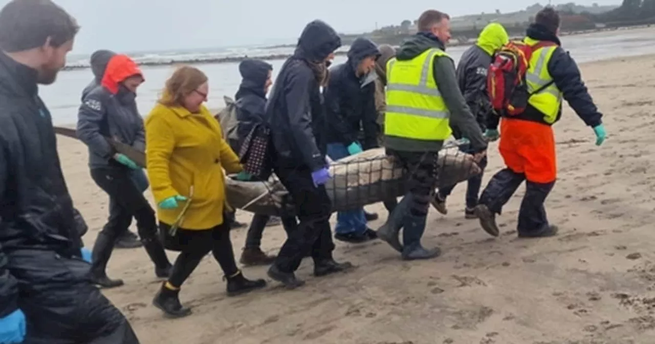 Vom Aussterben Bedrohter Hai in Cornwall Gestorben