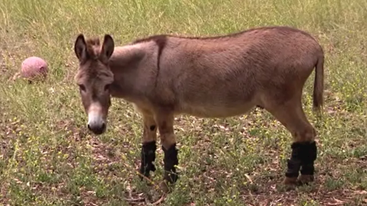 Perry the Donkey, 'Shrek' Model, Dies at 30