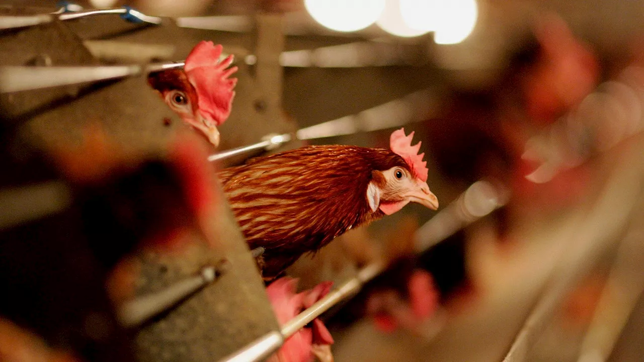 First US Death from Bird Flu Reported in Louisiana