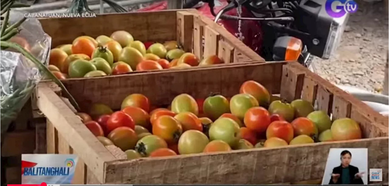 Tomato Prices Soar in Philippines Due to Supply Shortage