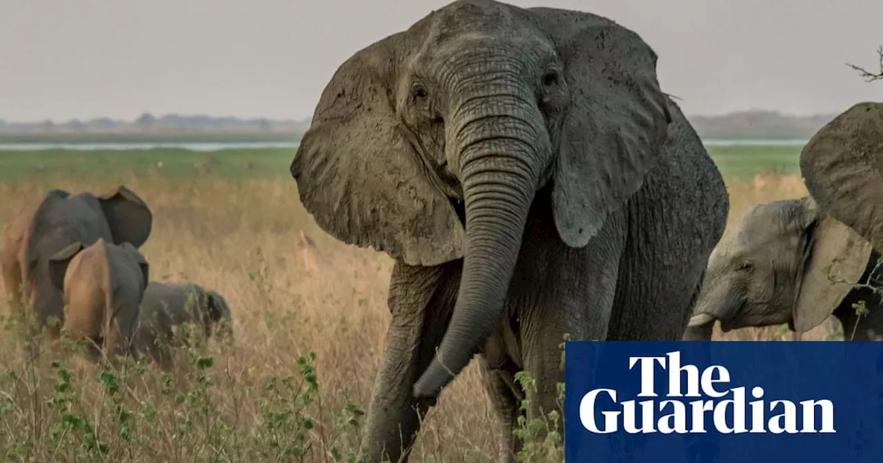 Shrinking trees and tuskless elephants: the strange ways species are adapting to humans