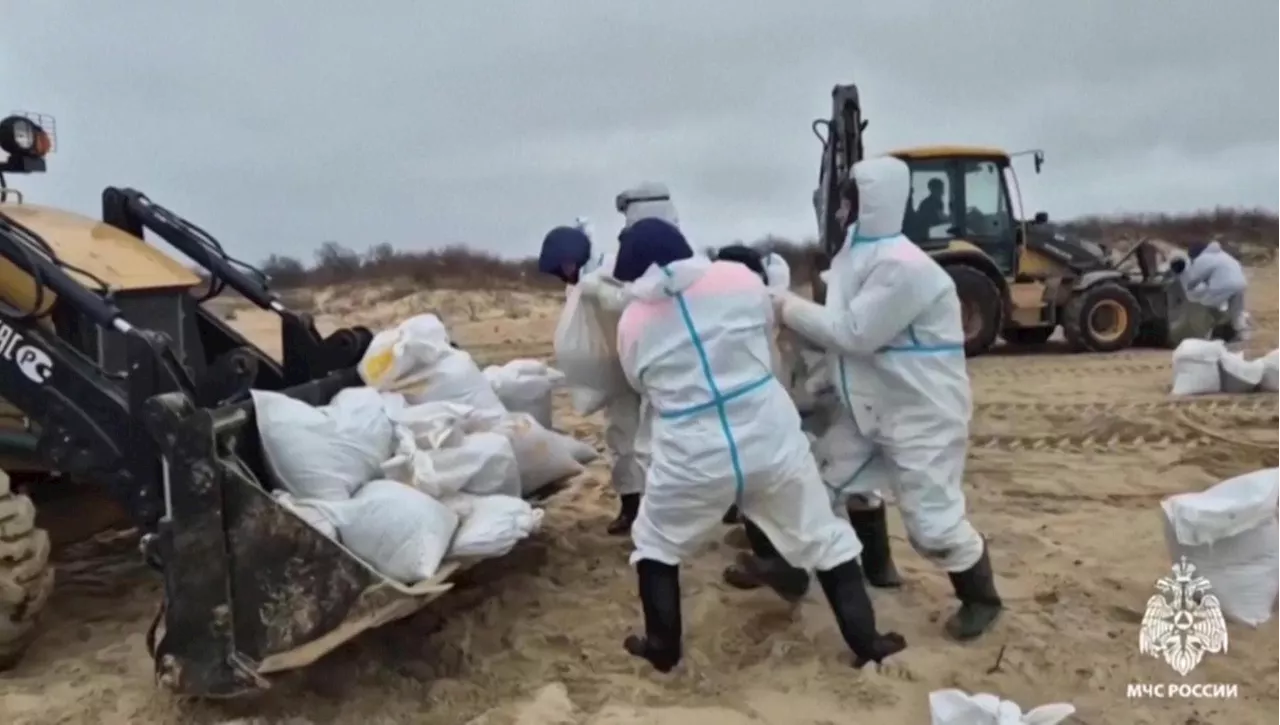 Tragedia nel Mar Nero: 34 Delphini Morti per Inquinamento Petrolio