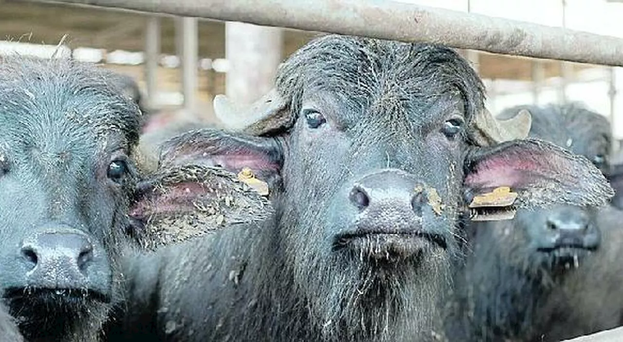 È nato il Distretto Bufalino dell'Agro Pontino