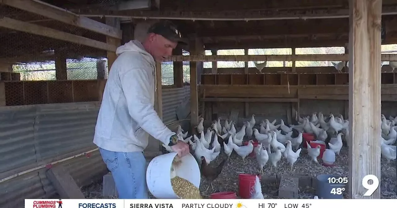 Arizona Farm Implements Bird Flu Precautions Amidst State Detection