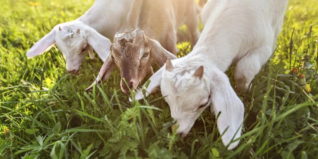 Kematian Kambing di Ponorogo