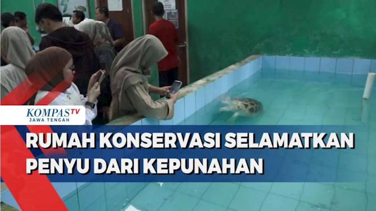 Pantai Kembar Kebumen Jadi Kawasan Konservasi Penyu