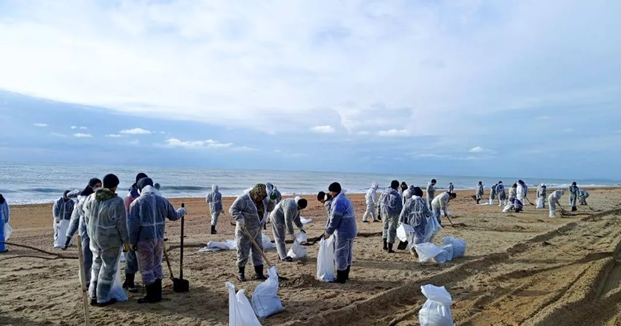 Fuel Spill in Kerch Strait Kills Dolphins, Triggers Environmental Cleanup