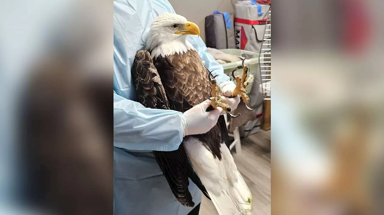 Bald Eagle Dies from Lead Poisoning, Utah Center Urges Lead-Free Ammo