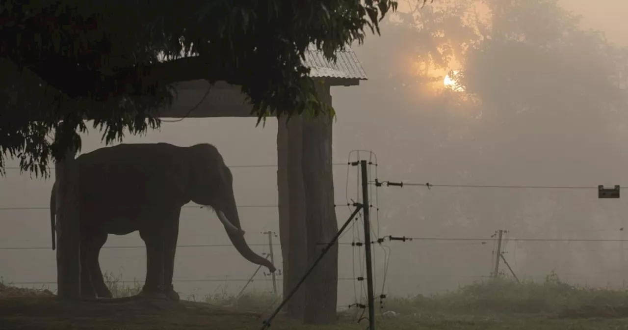 Tragödie in Thailand: Elefant tötet spanische Touristin (22)