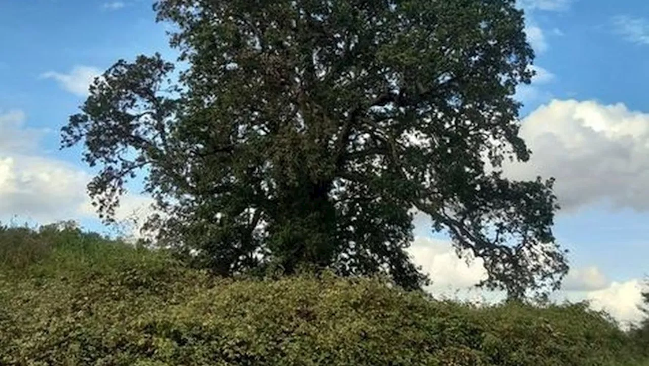 Arbres remarquables de Haute-Garonne : le chêne des maquisards d’Aulon, géant vert chargé d’histoire