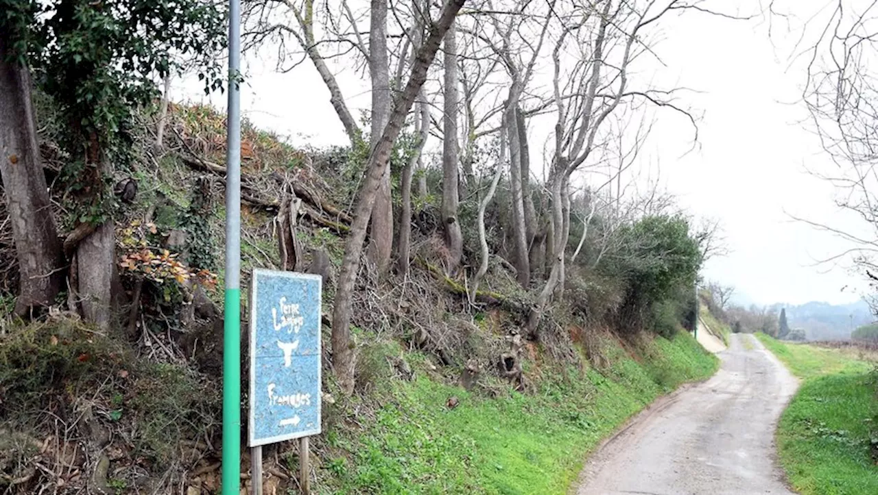 Attaque contre un troupeau de chèvres près de Carcassonne