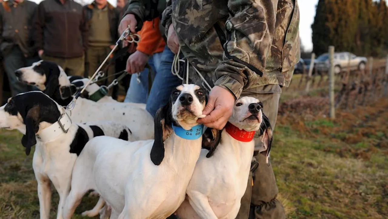 La maladie d'Aujeszky, un danger pour les chiens de chasse