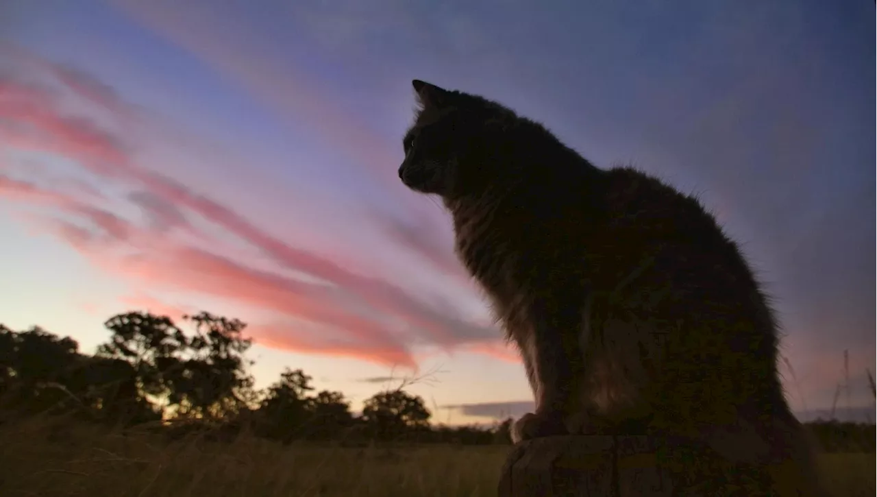 Il vero motivo per cui i gatti si allontanano da casa