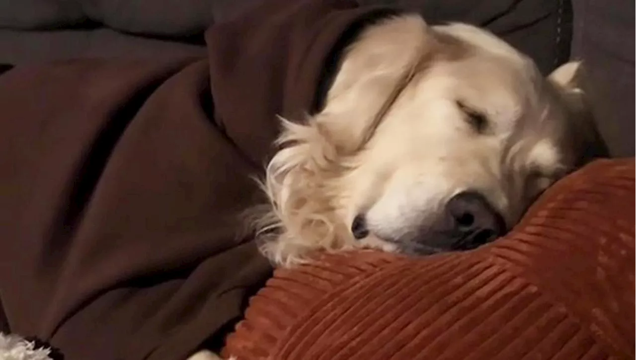 Un Cane Trova il Calore di una Famiglia dopo Nove Anni di Solitudine