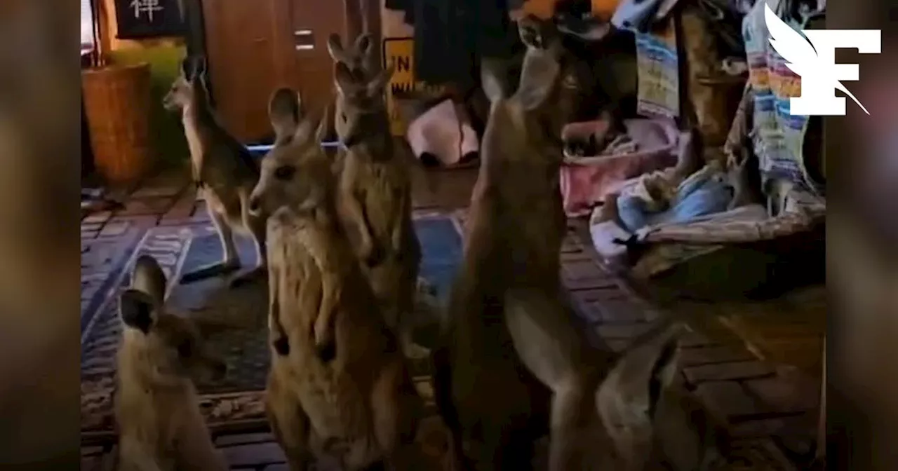 Feux de Brousse en Australie: Des Ravages sur la Faune