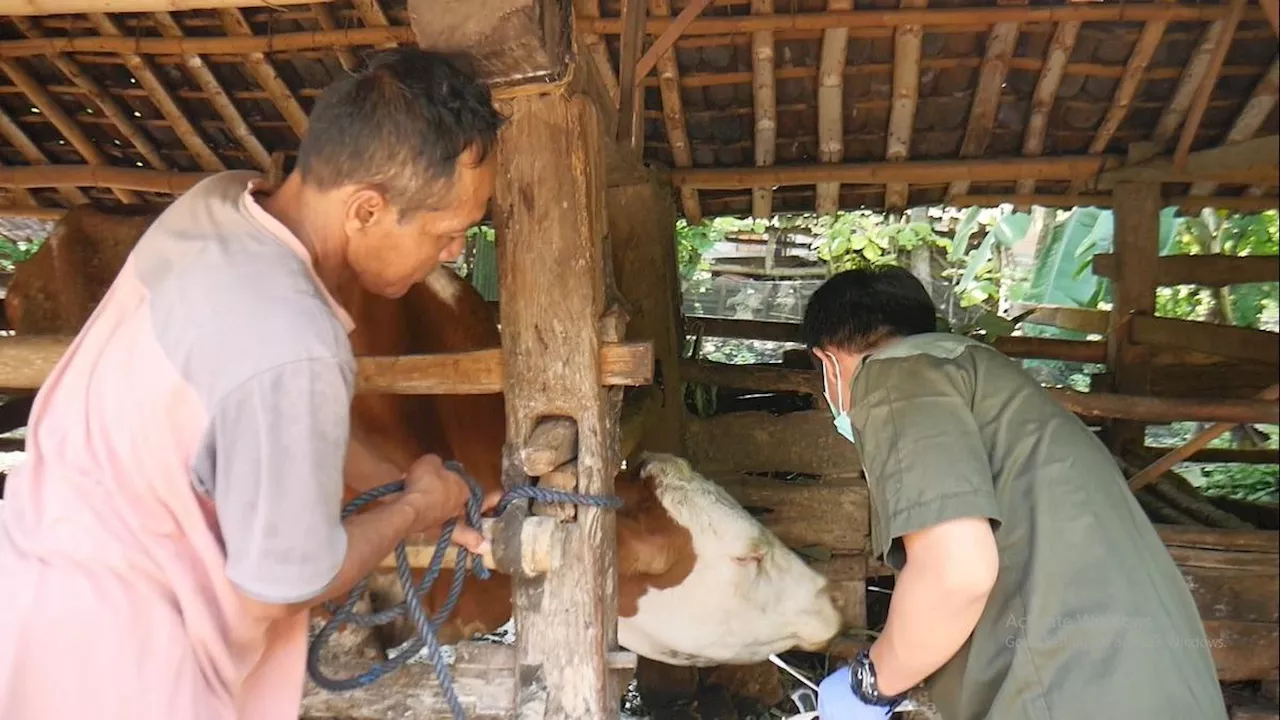 Wabah PMK Bikin Harga Sapi Merosot Drastis di Gunungkidul