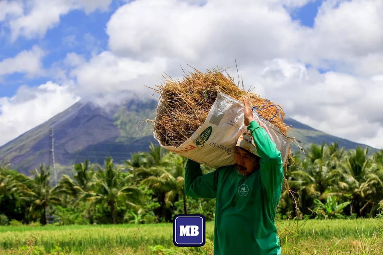 Landbank Provides ₱2.89 Billion in Loans to Filipino Rice Farmers