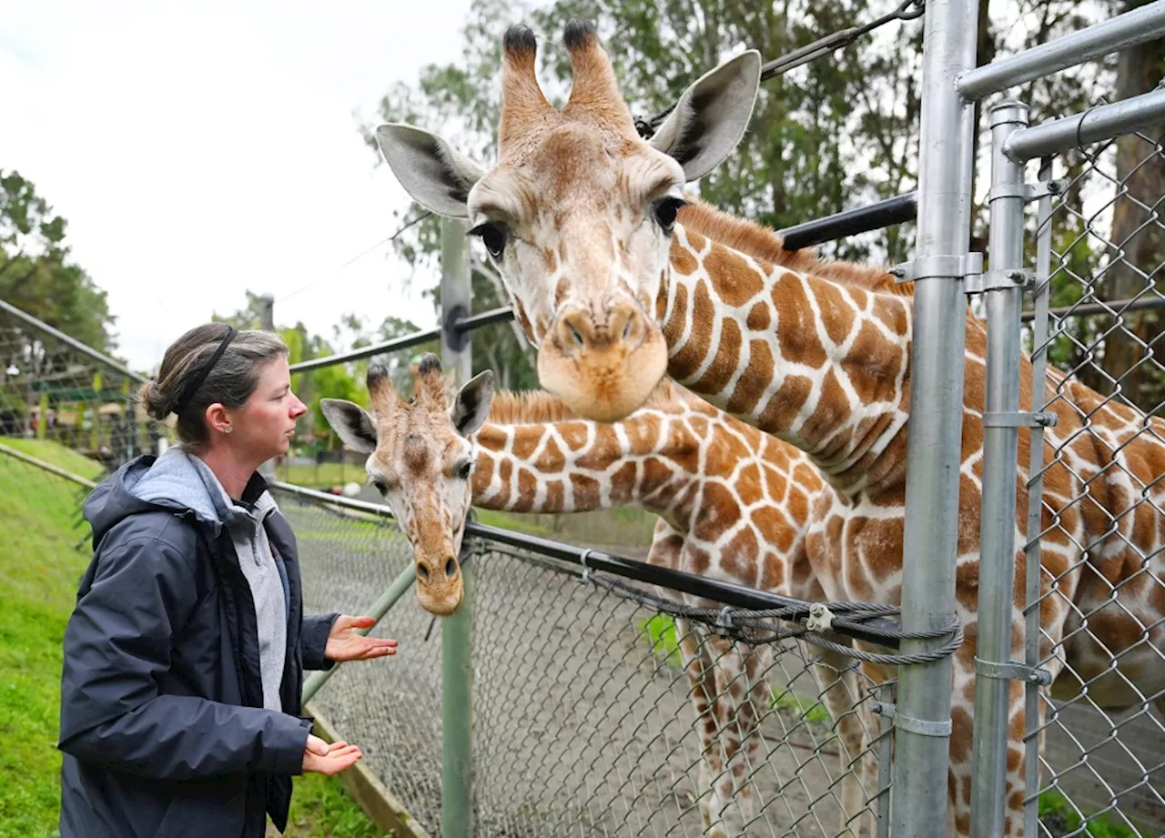 Baby Giraffes Chich and Oz Make New Home at Six Flags Discovery Kingdom