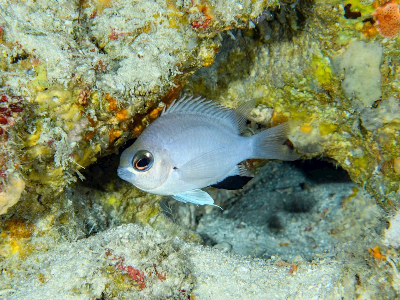 New Damselfish and 137 Other Species Discovered in 2024