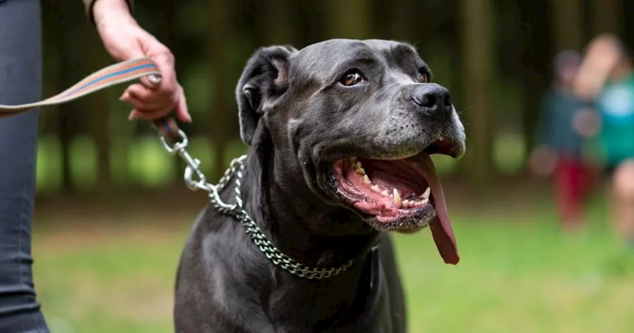 Cane Corso Popularity Rises Following XL Bully Ban