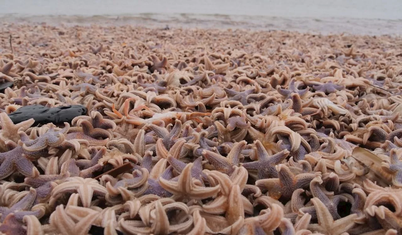 Trauriger Anblick: Riesige Mengen toter Seesterne auf Sylt angespült