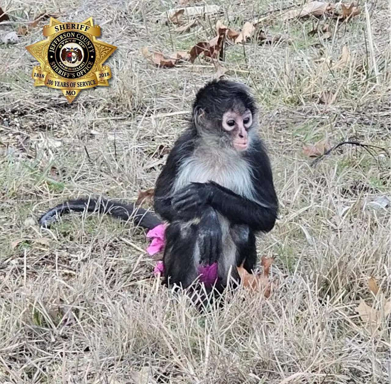 Escaped Monkey in Tutu Captured Before Winter Storm